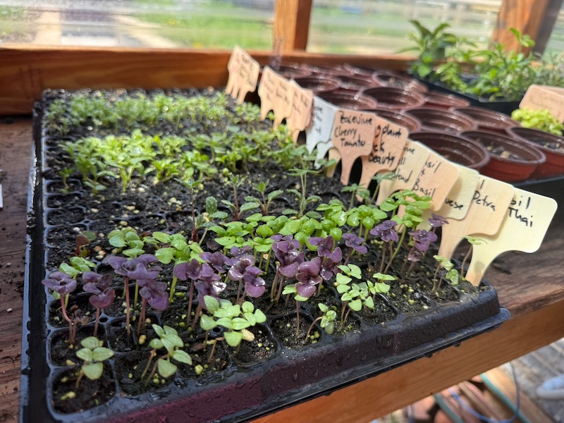 Seedlings starting at Florella Farms in Raleigh, NC